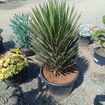 Yucca filifera (Juka vláknitá) - kont. C35L, výška 70-80 cm (-15°C)